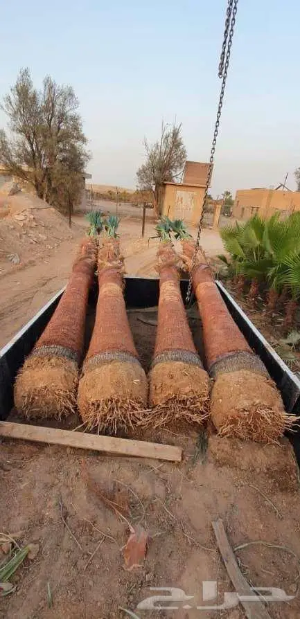 نخل واشنطني 6