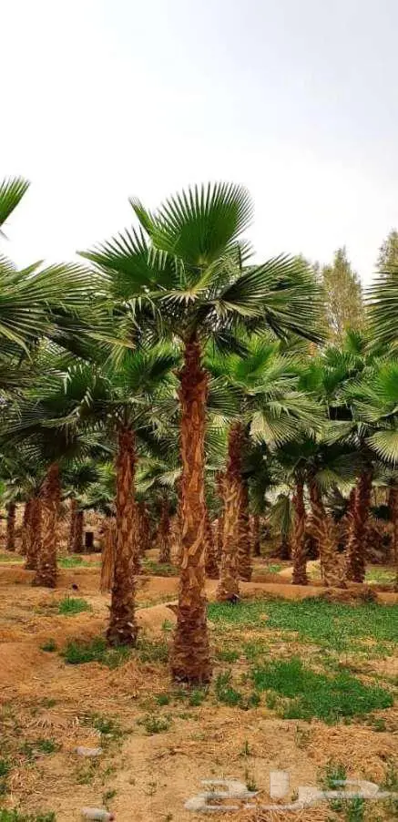 نخل واشنطني 20
