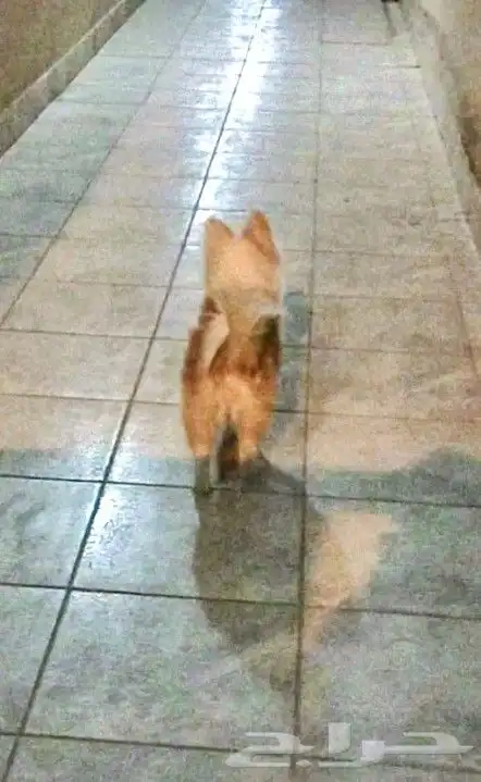 كلب بومرينيان راح الله يبارك للي شراه 8