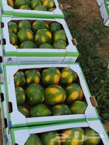 بابايا اصفر و اخضر  عنبرود 2