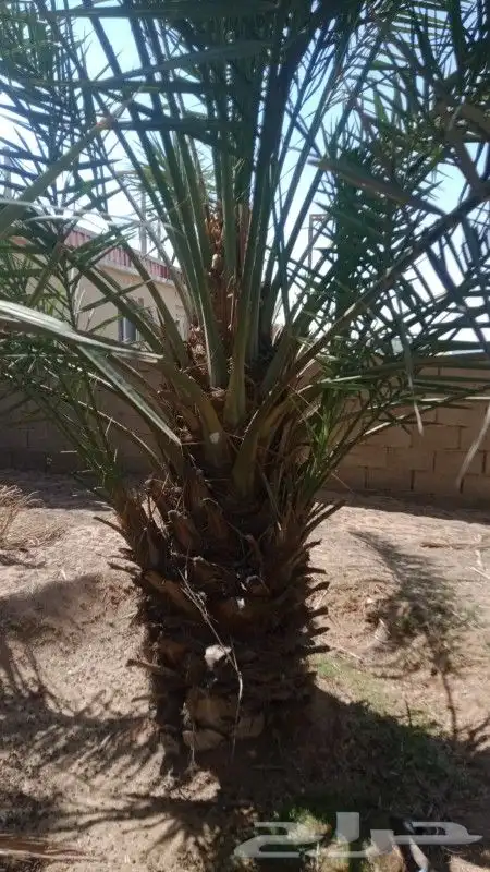 توريد النخيل 2