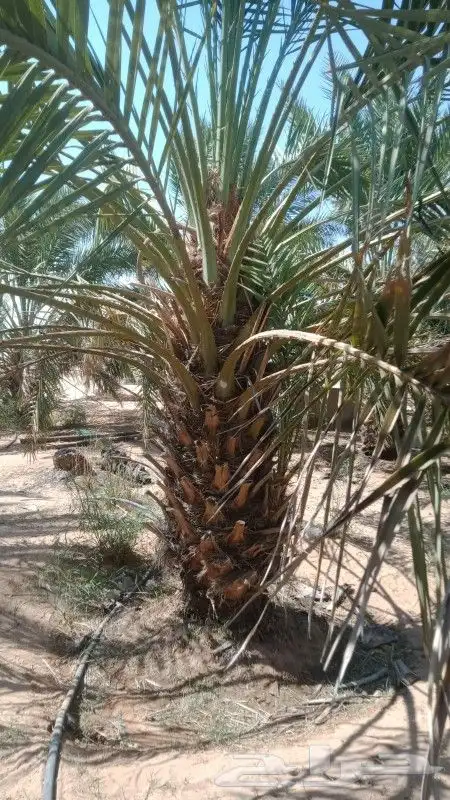 توريد النخيل 5