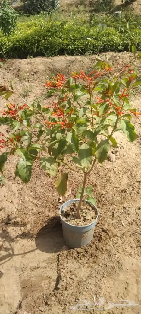 شتلات وأشجار بسعر الجملة 6