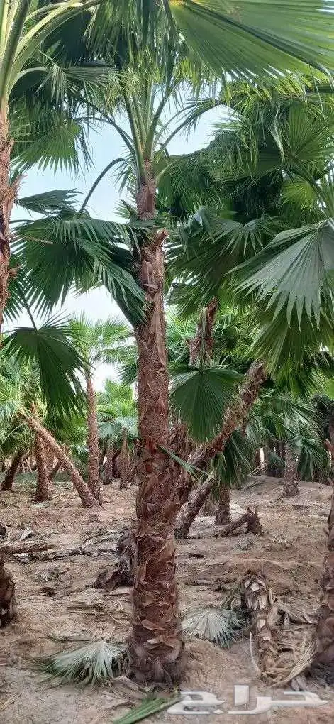 نخل واشنطني زينه ونخيل عربي 4