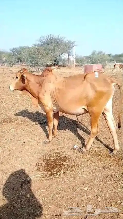 ثور للبيع 2