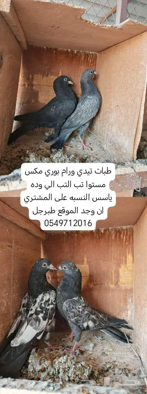 اجواز بكستاني تيدي ورام بوري وطبات 0