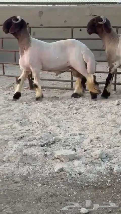 جدعان نعيم صنف للبيع 3