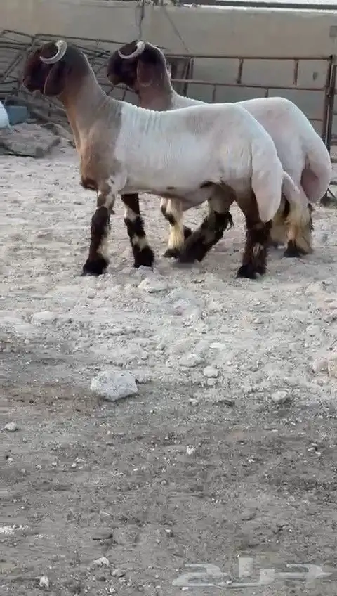 جدعان نعيم صنف للبيع 1