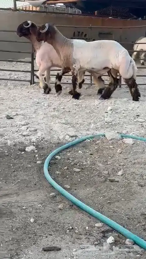 جدعان نعيم صنف للبيع 5