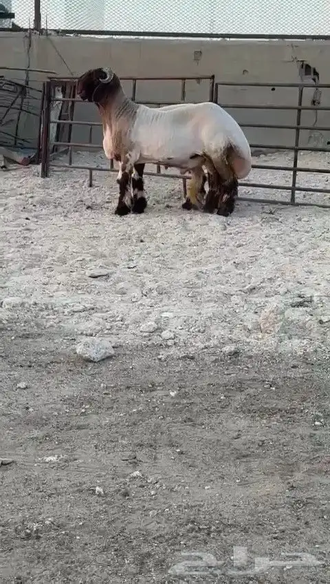 جدعان نعيم صنف للبيع 4