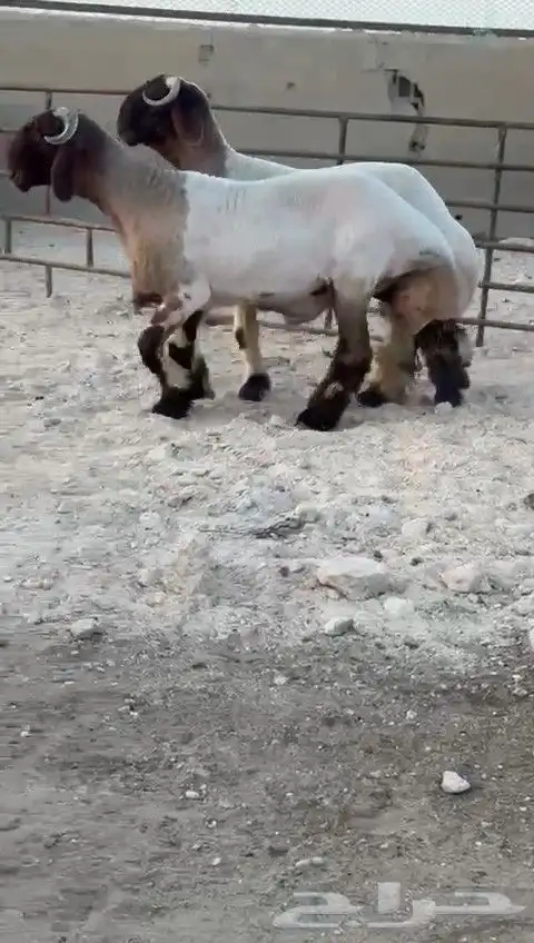 جدعان نعيم صنف للبيع 2