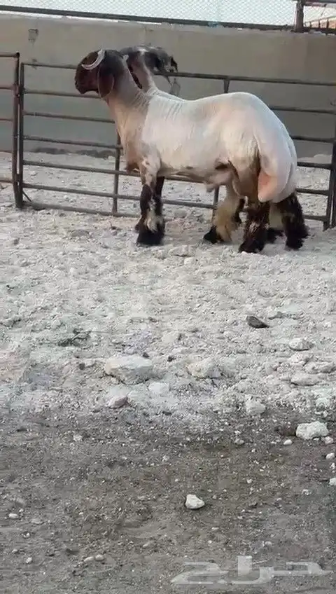 جدعان نعيم صنف للبيع 6