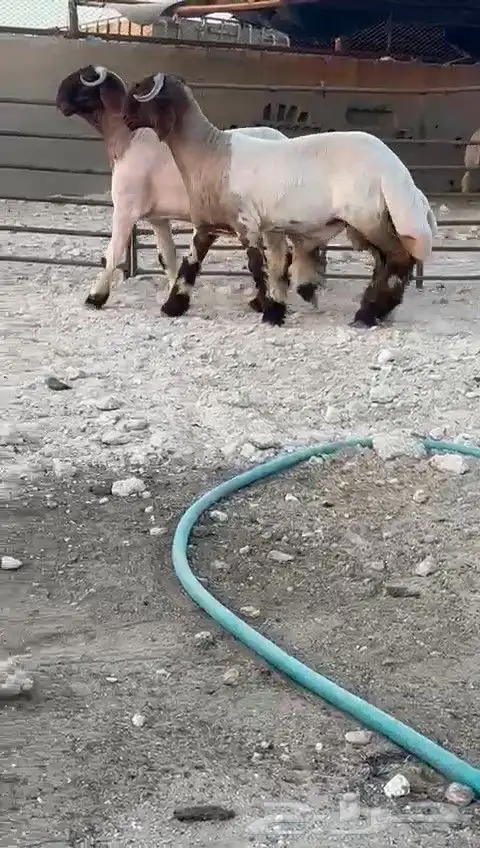 جدعان نعيم صنف للبيع 7