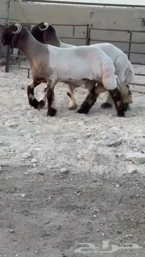 جدعان نعيم صنف للبيع 0