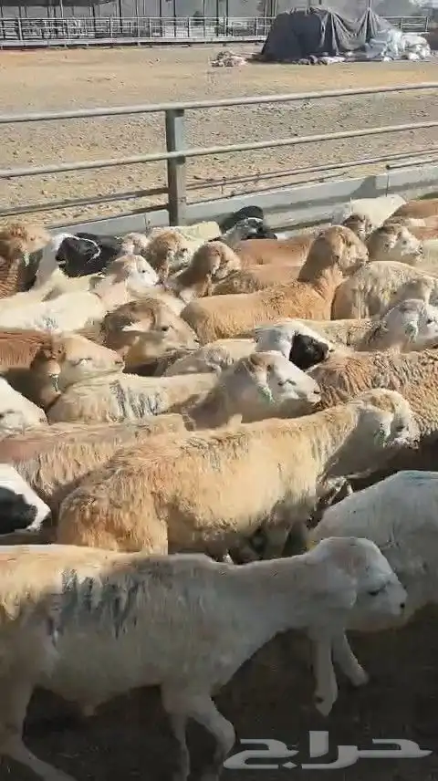 خرفان رفيدي 2