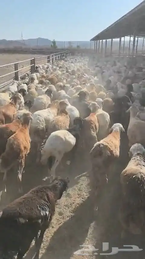 خرفان رفيدي 1