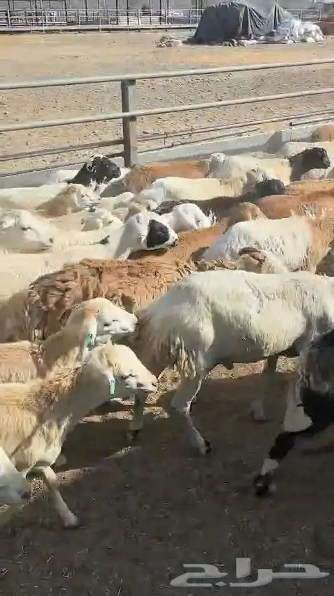 خرفان رفيدي 5