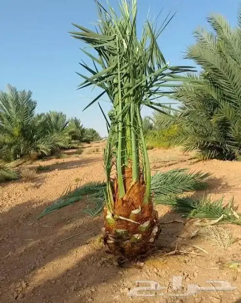 نخل للبيع 2