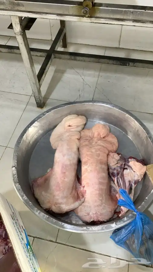 ذبايح مع الذبح والتوصيل 42