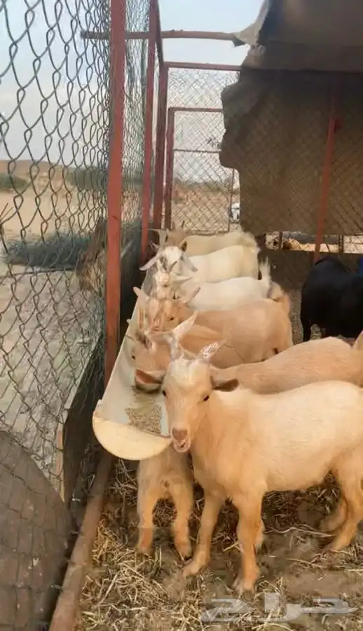 ماعز اقزام 0