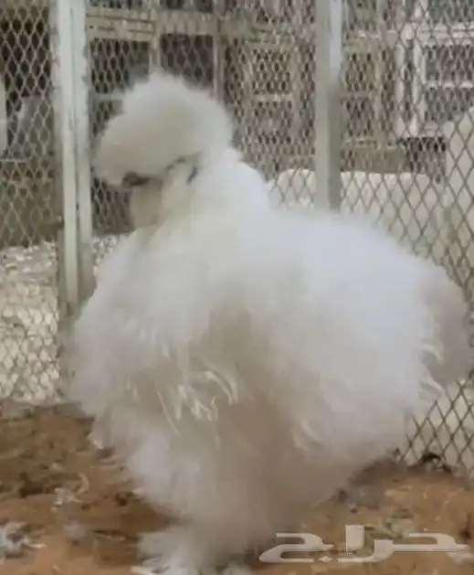 طقم قطني سلكي 1