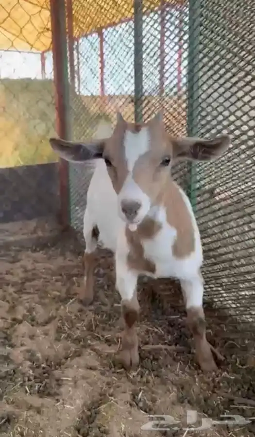 ماعز اقزام 2