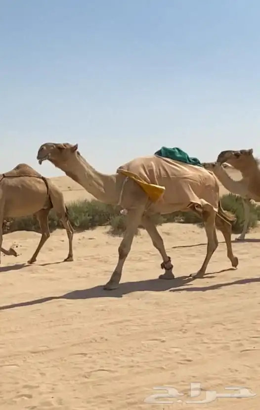 ذود ابل شقح ككفو وطيبه للبيع 11