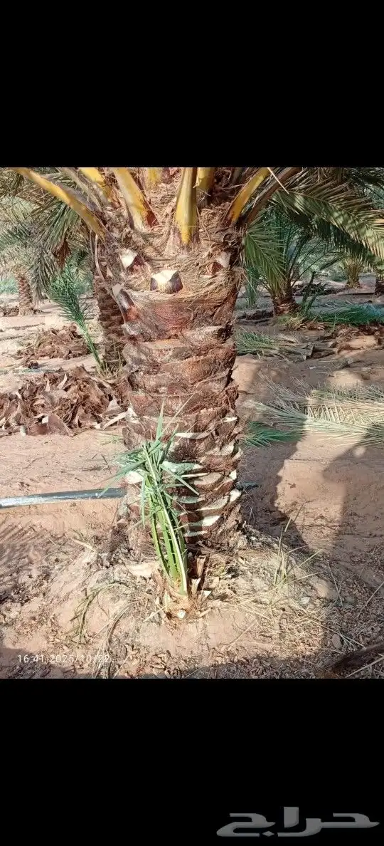 تنظيف شامل لنخل 1