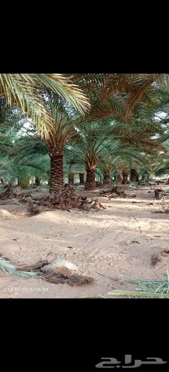 تنظيف شامل لنخل 2
