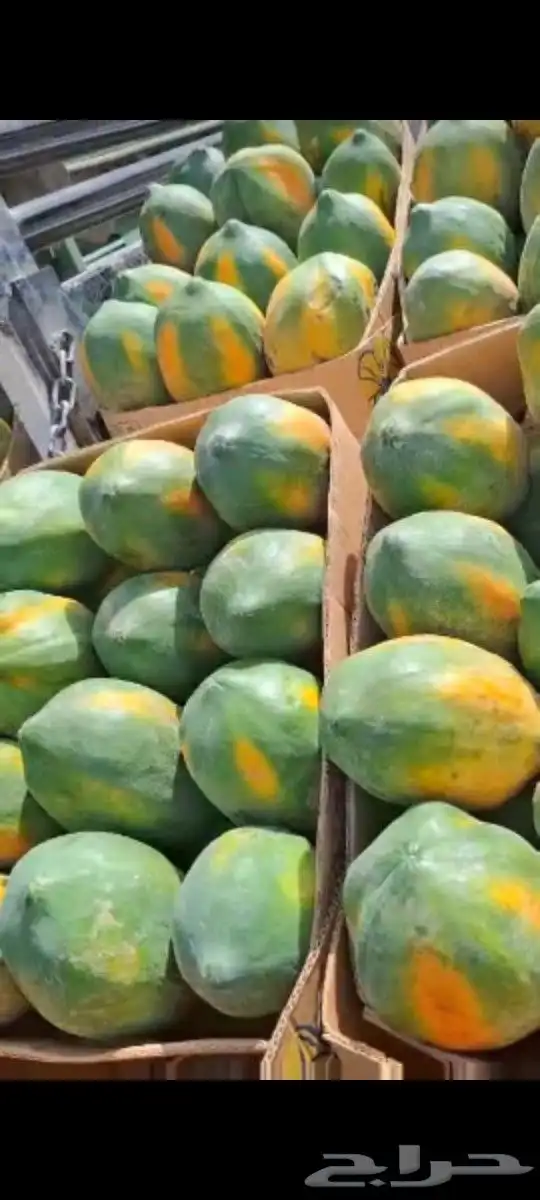 بابايا اصفر و اخضر  عنبرود 1