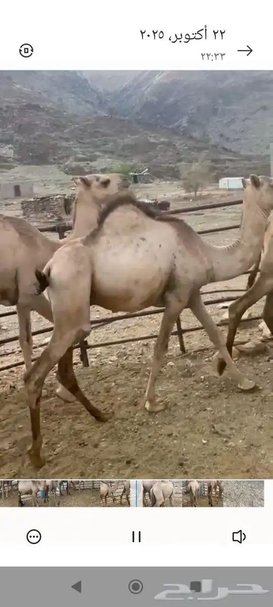 حشوان العدد5 العمر سنه 1