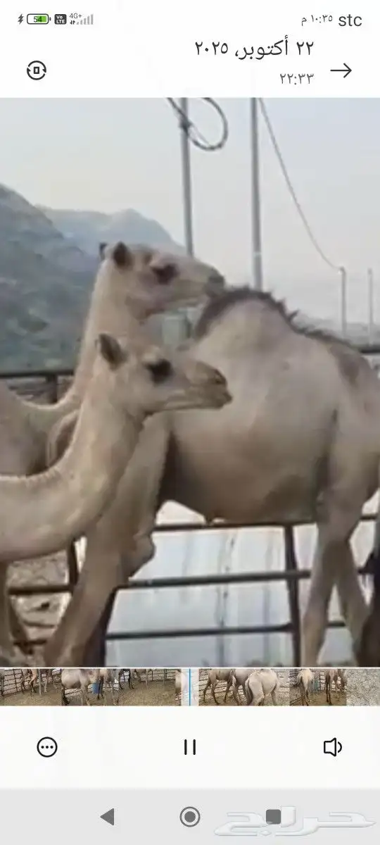 حشوان العدد5 العمر سنه 4