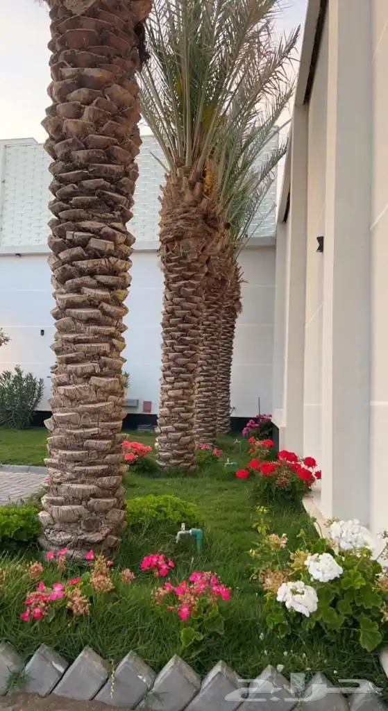 الواديين حي الربوة 11