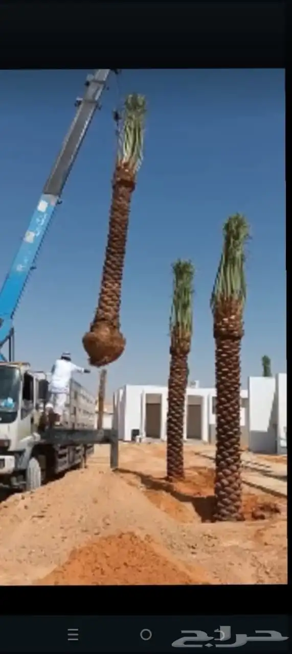 توريد جميع انواع النخيل 2
