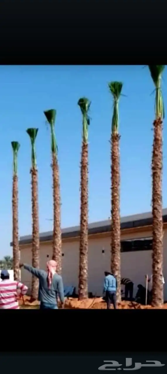 يوجد لدينا جميع انواع النخيل المثمره وجميع المقاسات 4