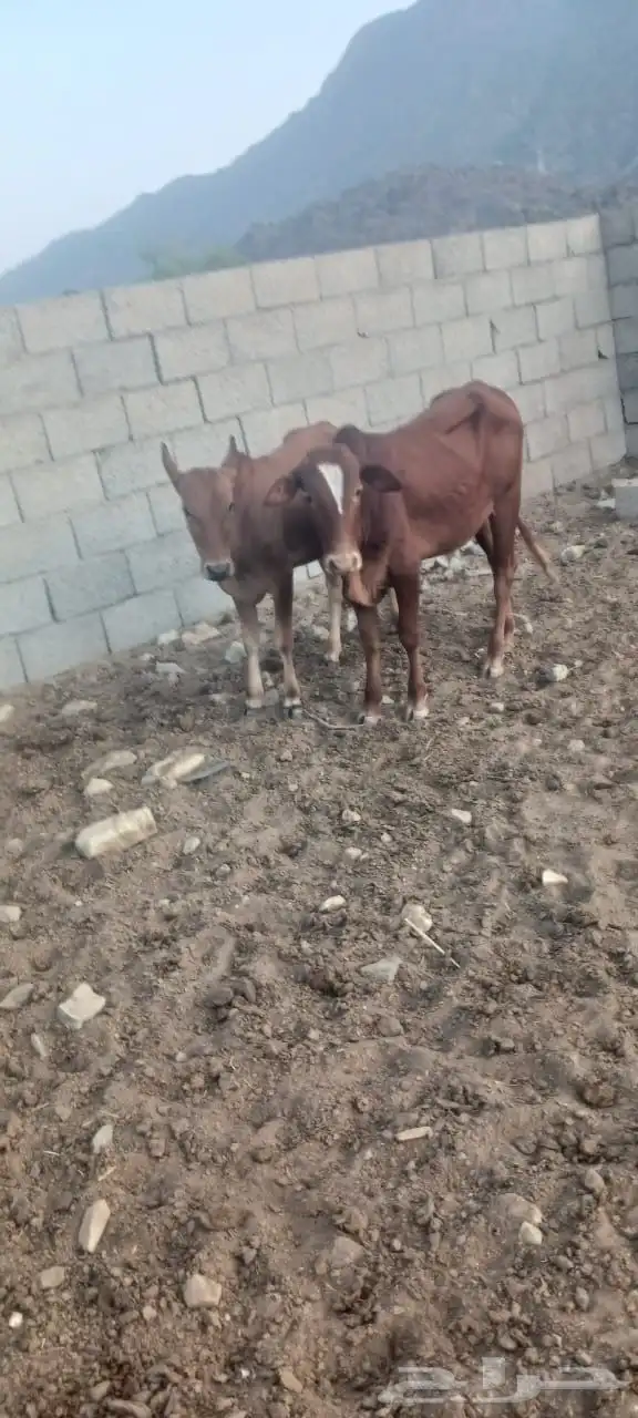 حسلان بلدي للبيع 0