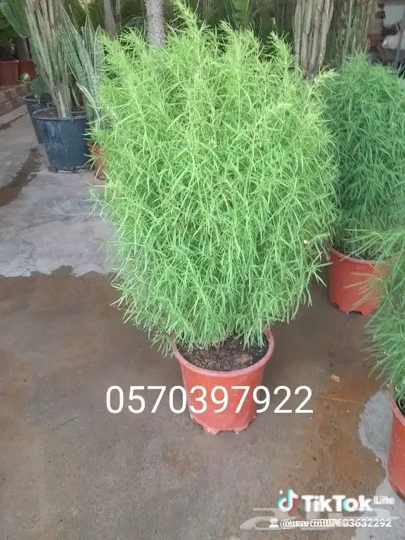 مشتل تنسيق حدائق وبيع جميع انواع النباتات الداخلية والخارجية 0