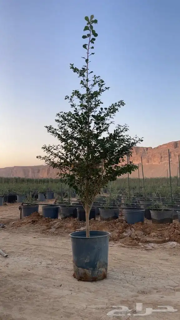 مشتل تنسيق حدائق 1