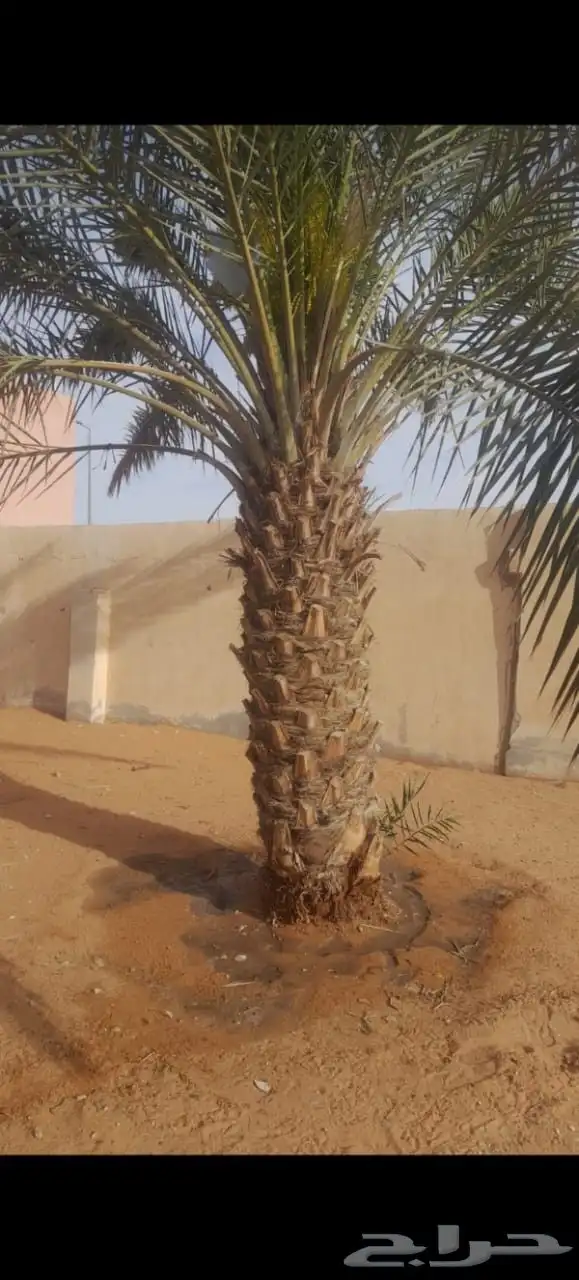 نخيل   عربي وامريكي للبيع 7