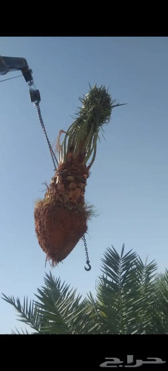 نخيل   عربي وامريكي للبيع 1