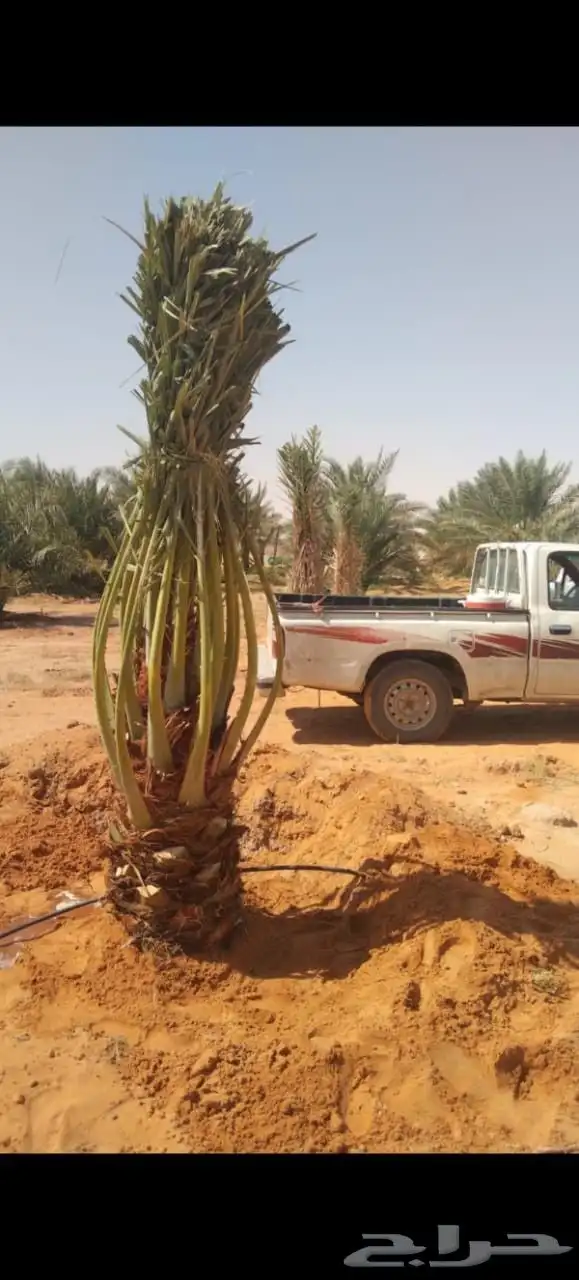 نخيل   عربي وامريكي للبيع 4