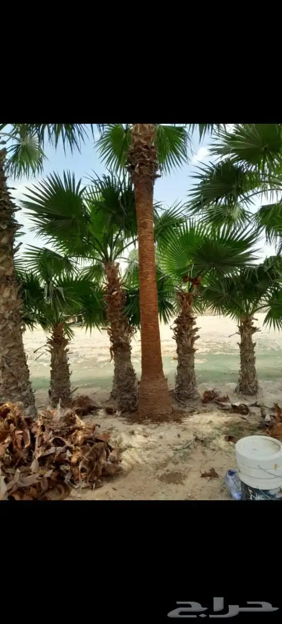 نخيل   عربي وامريكي للبيع 2
