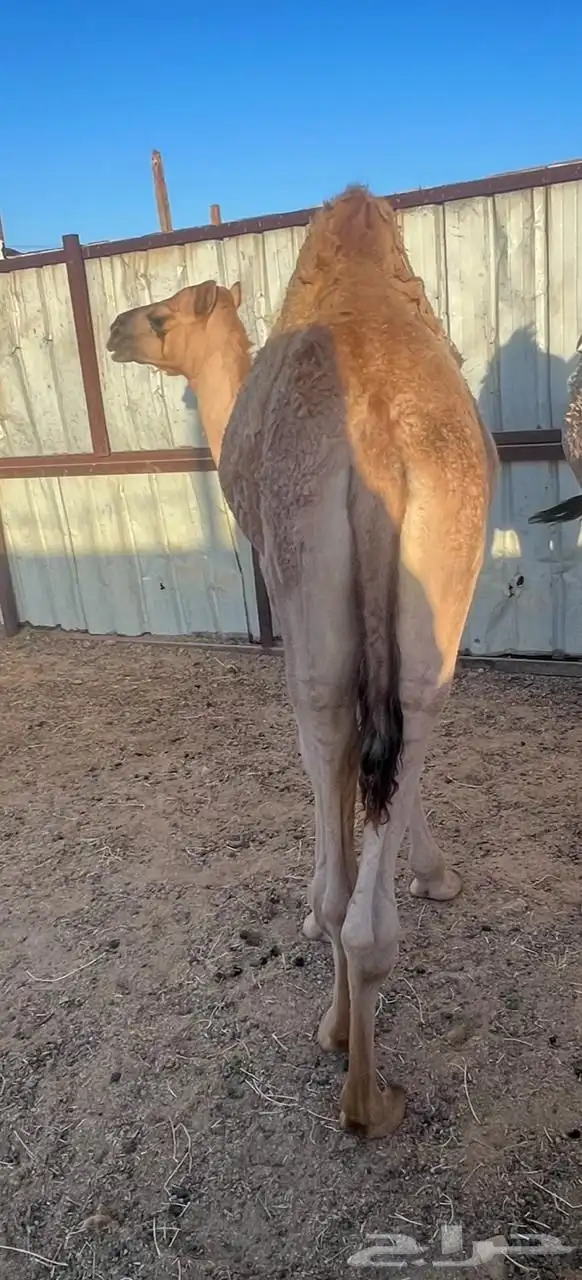 قعود لحم طيب 0