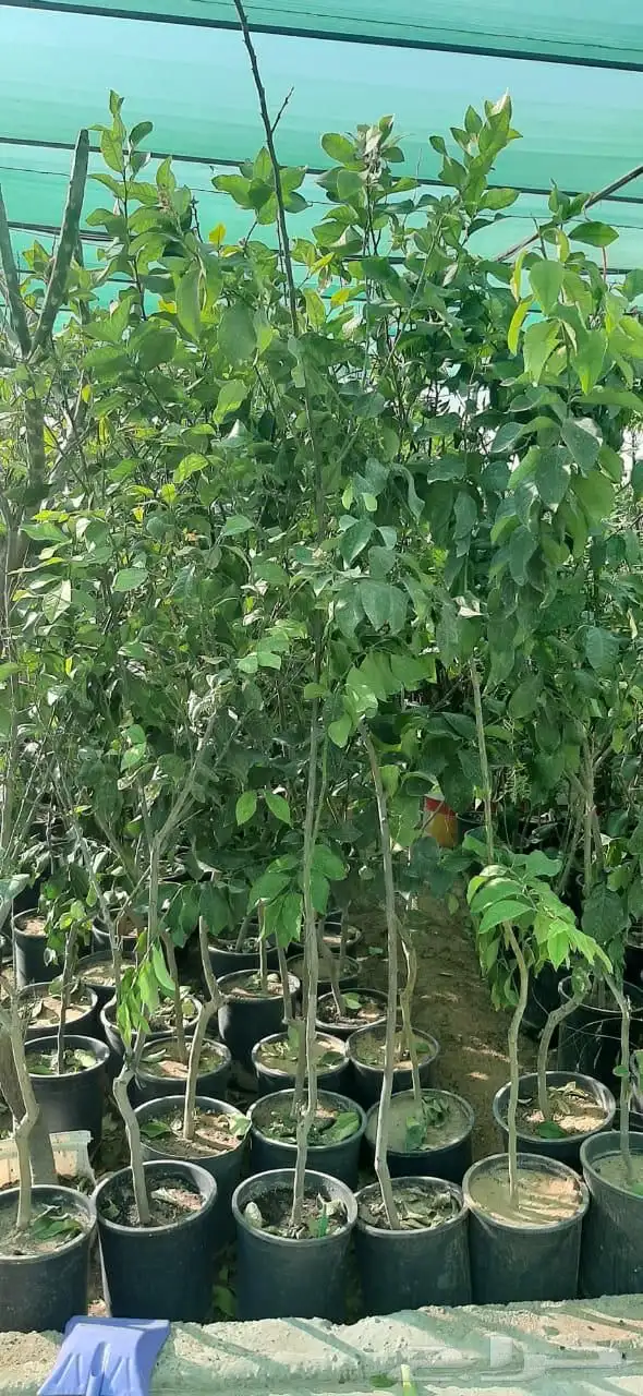 نخل واشنطن واشجار 8