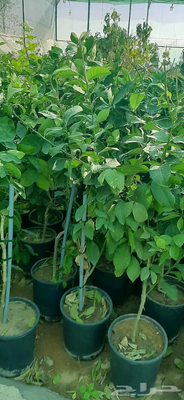 نخل واشنطن واشجار 9