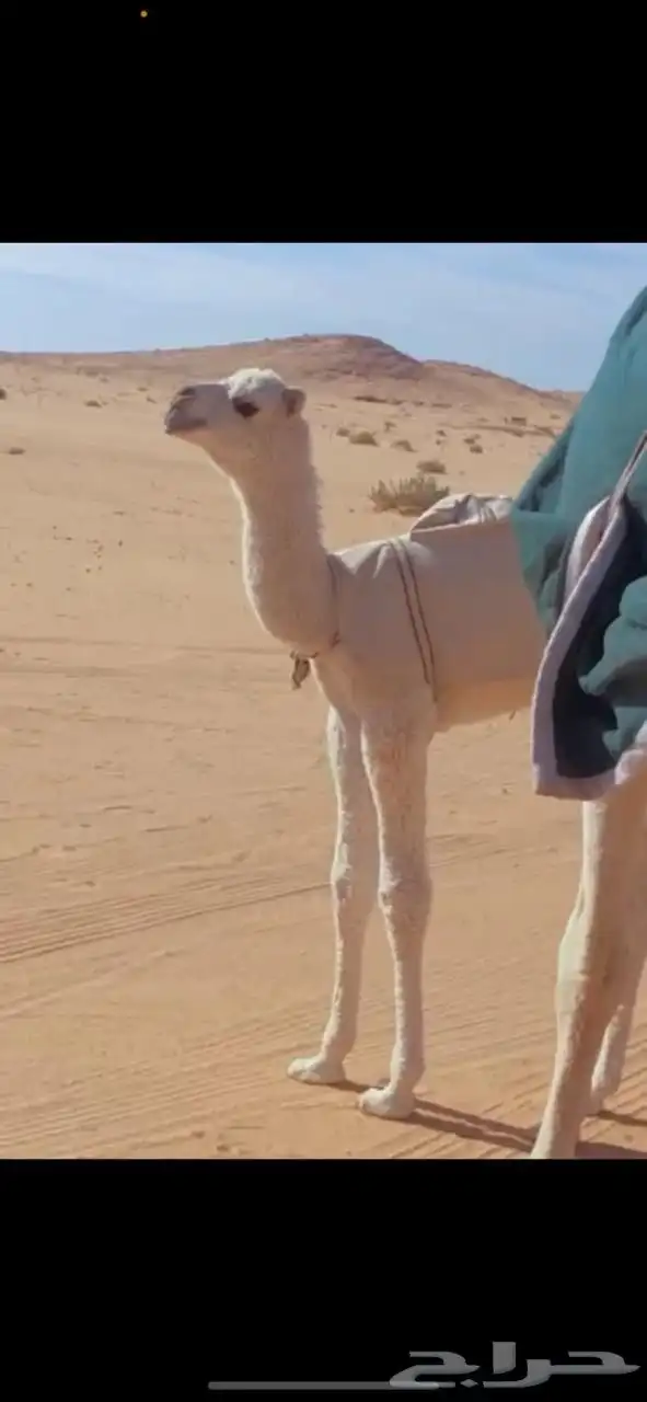 بعير كحيلاني طيب 2