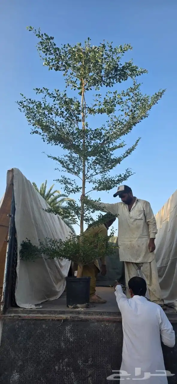 لوز- ترمناليا- لبخ- خبيز -نيم -فيكس احجام كبيرة  نجران 12