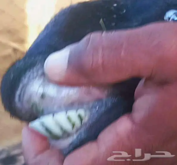 معزا ولد متاومات 4 معها 8 لاعلي سوم 27