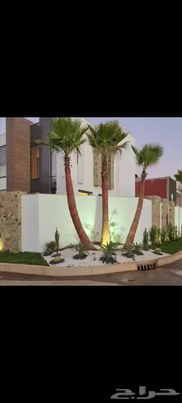 نخيل   عربي وامريكي للبيع 3