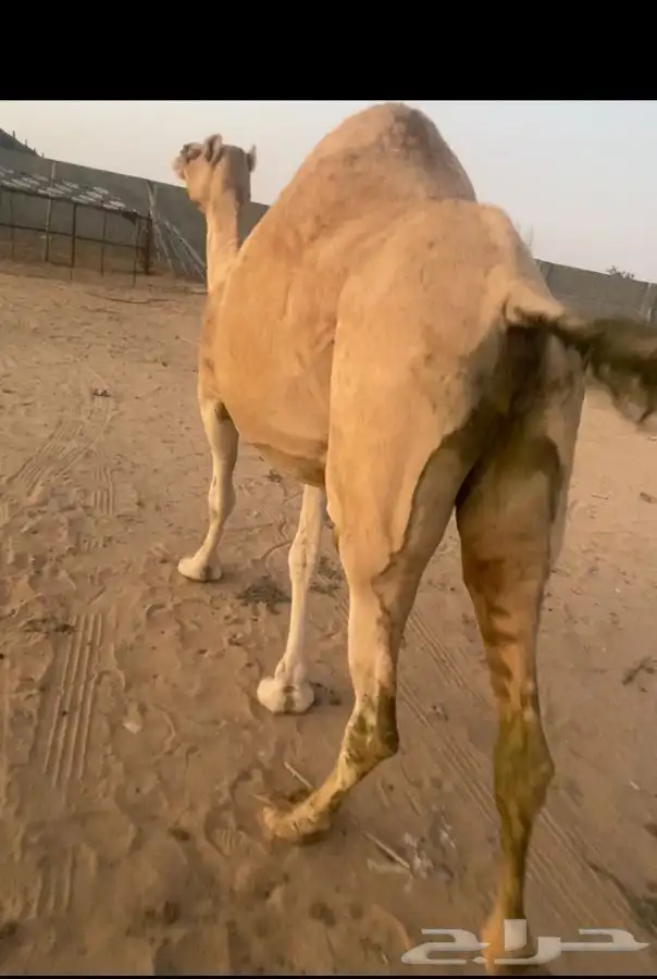 اركه اصل وفصل 0